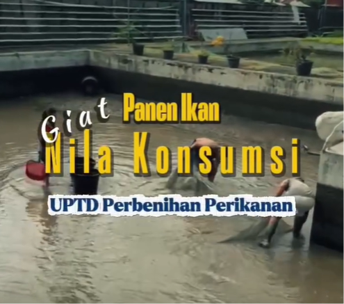 Kegiatan Panen Ikan Nila Konsumsi pada Kolam Pembesaran di UPTD Perbenihan Perikanan
