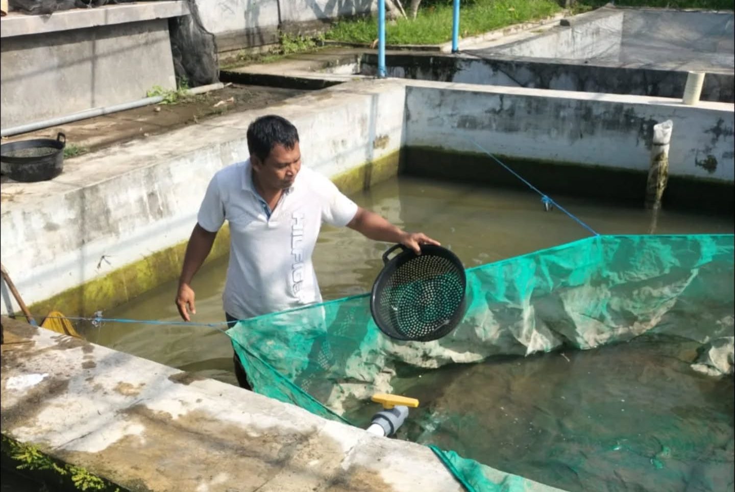 Kegiatan Panen Benih Ikan Nila UPTD Perbenihan Perikanan
